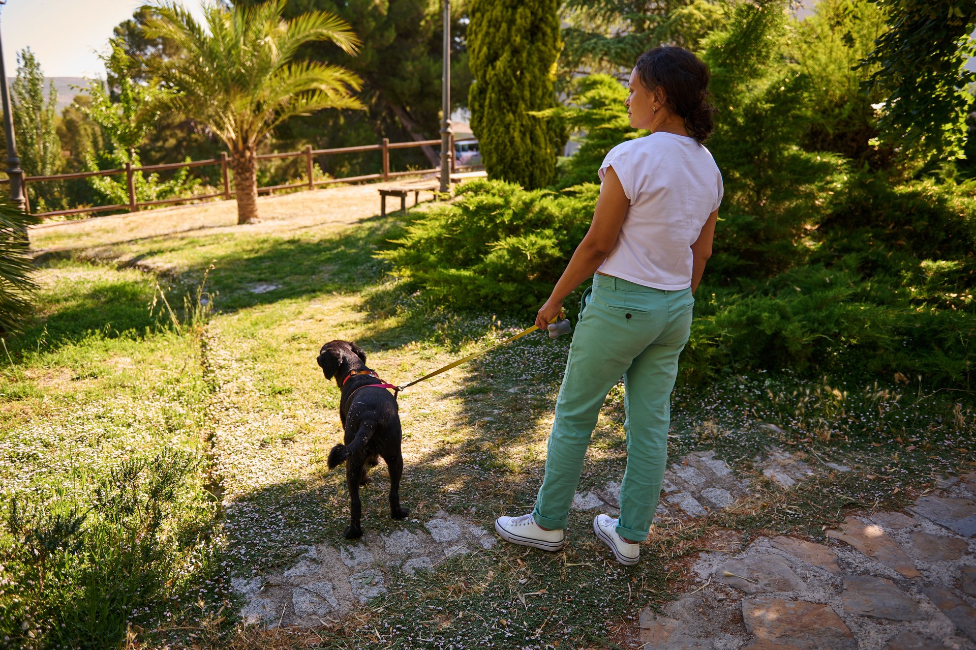 Woman walking dog in sunny park on a summer day